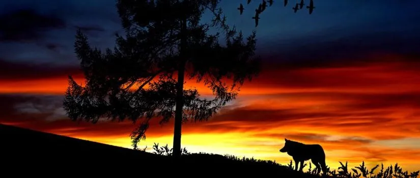 A Wolf and a Warrior!