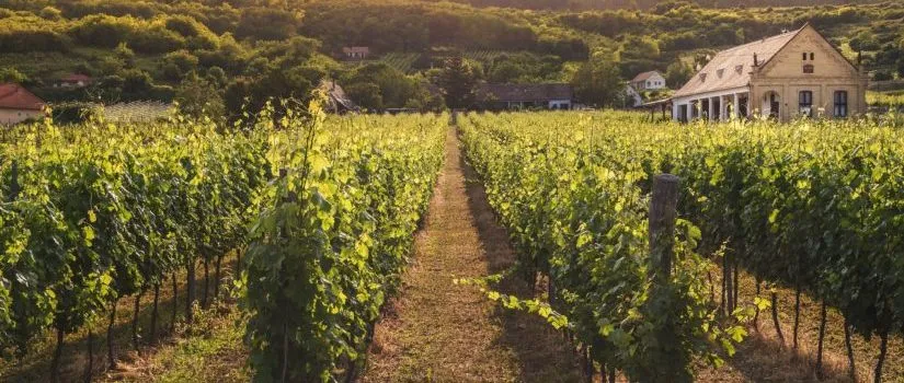 Ahab Covets Naboth's Vineyard