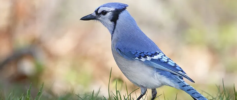 Be Watchful Like Birds