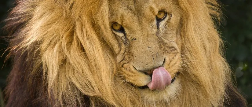 Don't Tamper With This Beast