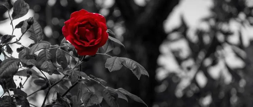 Evidence Of His Unfolding Of The Rose