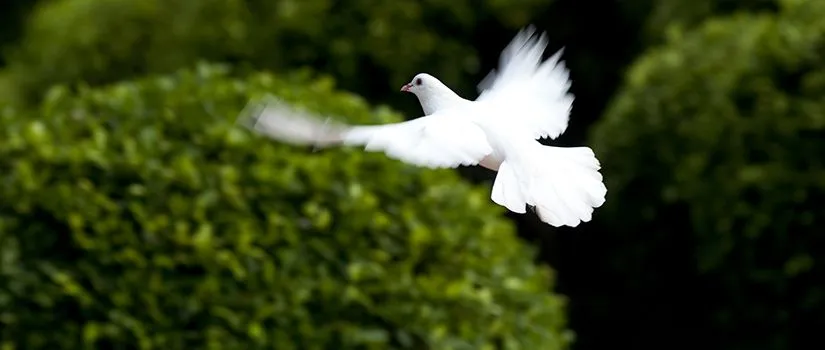 Gifts of the Holy Spirit Lesson #3