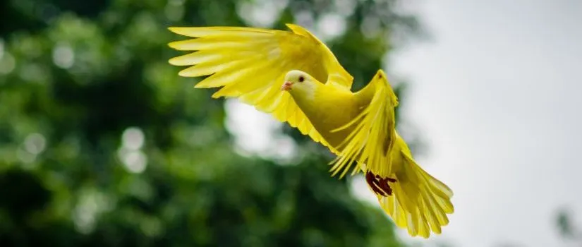 Gifts of the Holy Spirit Lesson 4