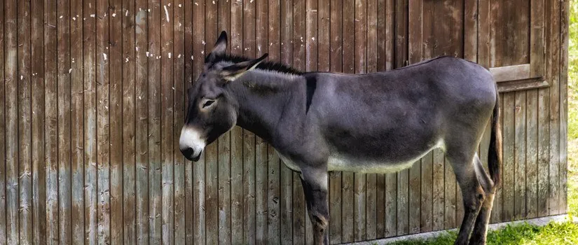 God Said Don't Be A Mule!