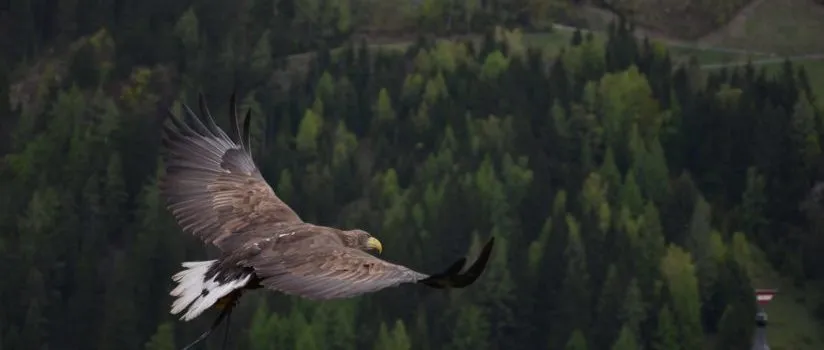 Instrument of Freedom or Historical Document