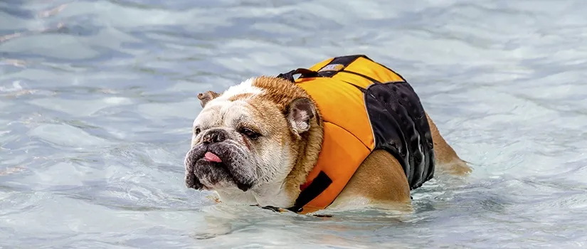 Life Jacket