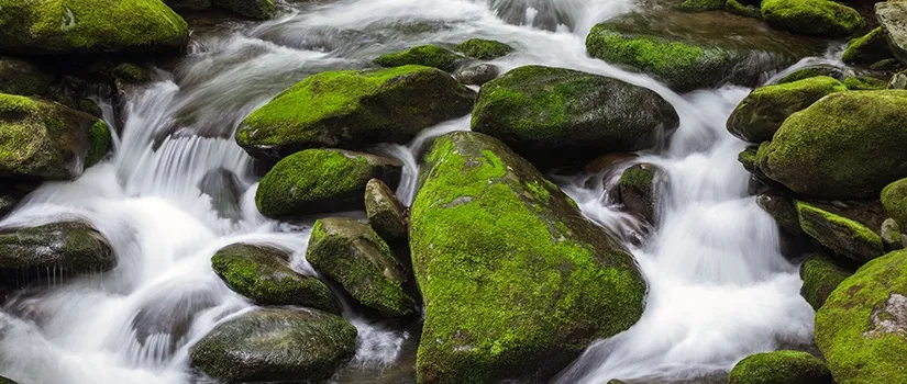 Living Waters of Grace