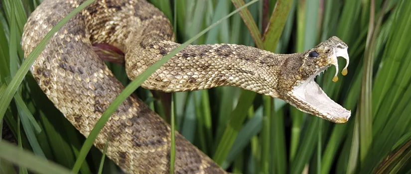 Our Uninvited Evil Guest