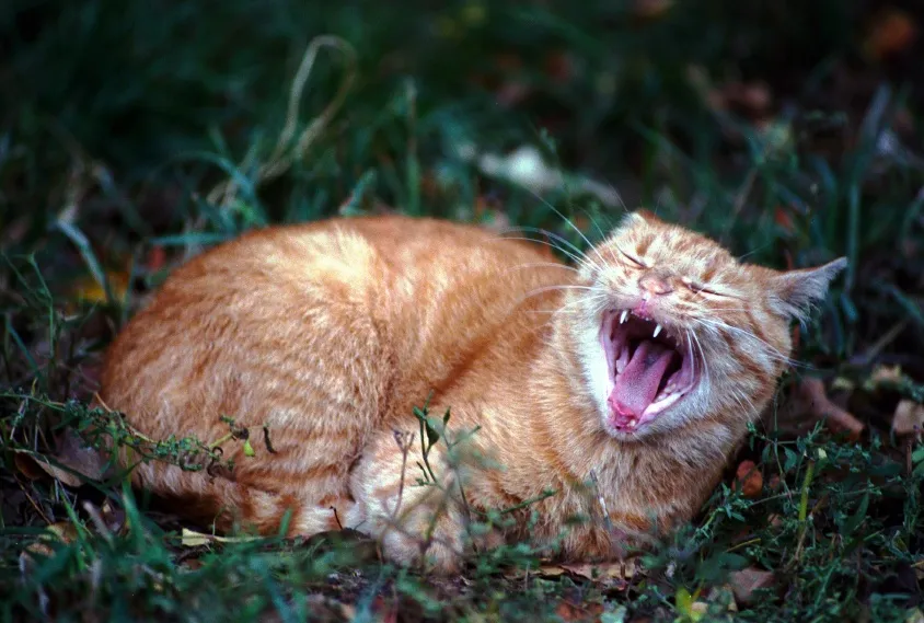 Resting In The Finished Work of Jesus