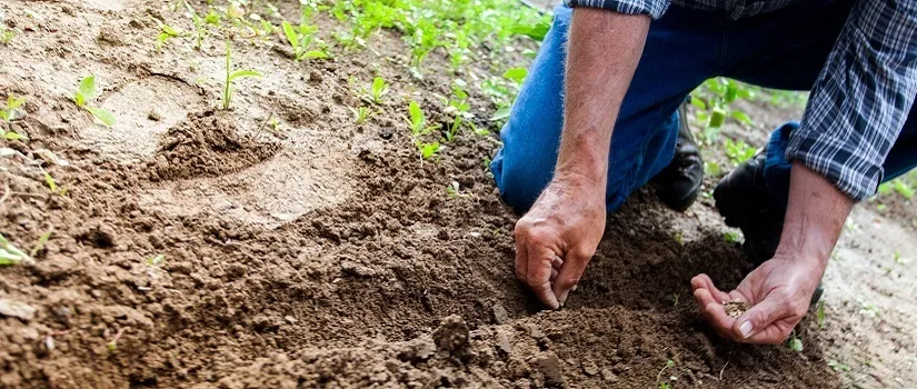 ”Sowing and Reaping”