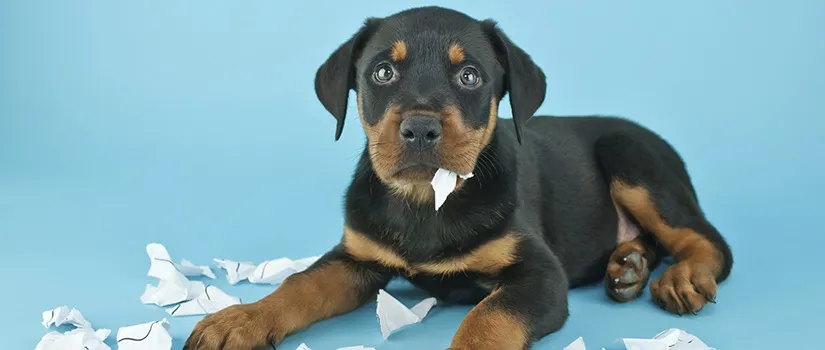 The Dog Ate My Homework….And Other Lame Excuses