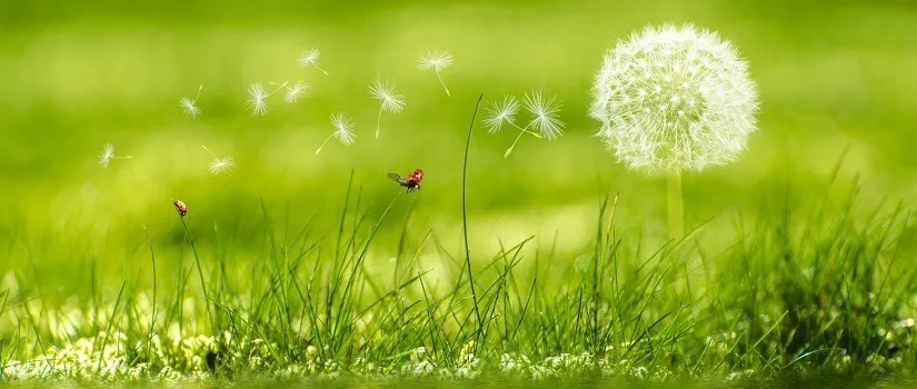 The Green, Green Grass of Home