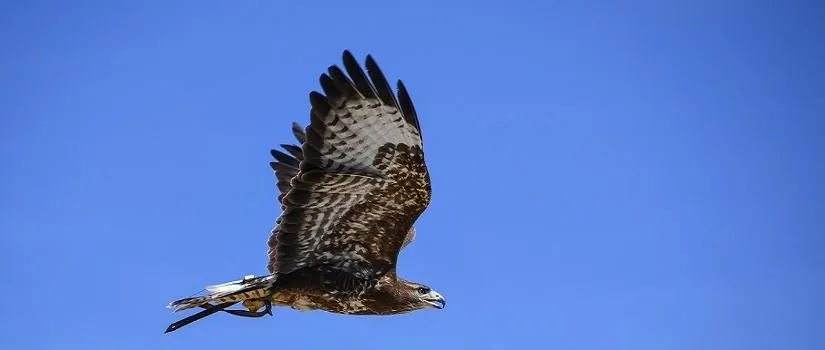 When The Buzzards Circle