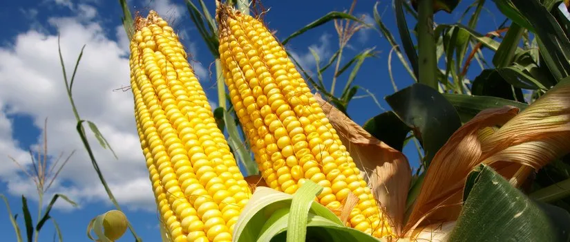 Why Percentages of Fruit?